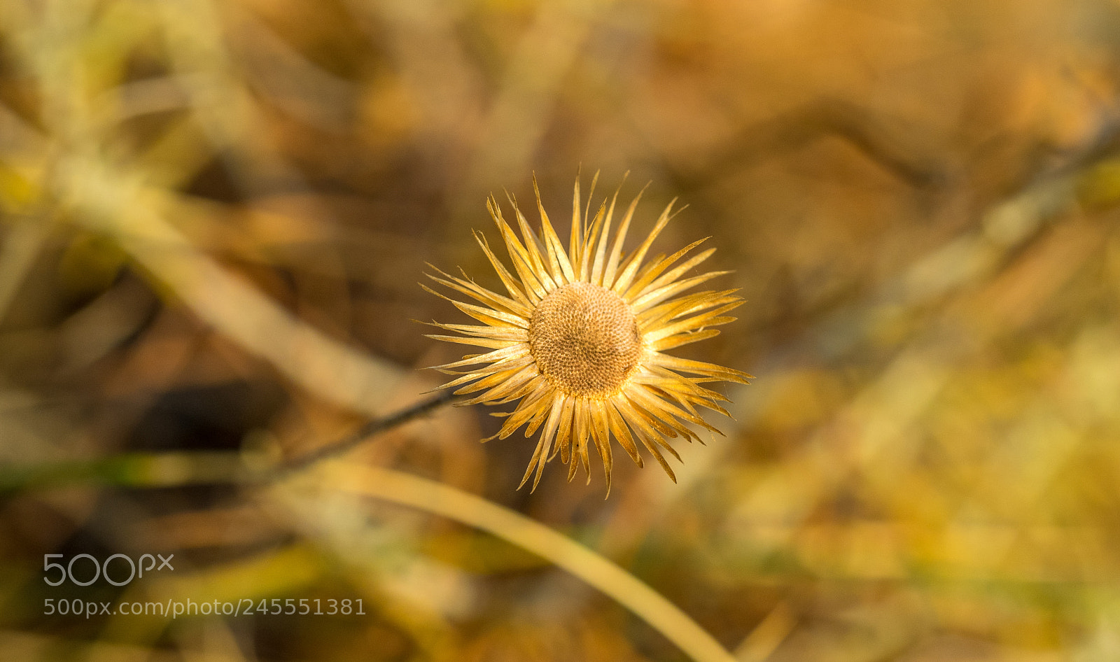 Olympus OM-D E-M1 sample photo. Dry flower photography