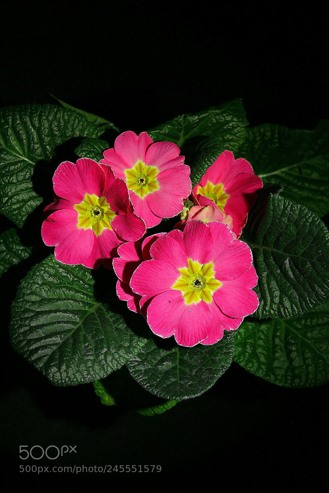 Canon EOS 700D (EOS Rebel T5i / EOS Kiss X7i) sample photo. Primula. photography