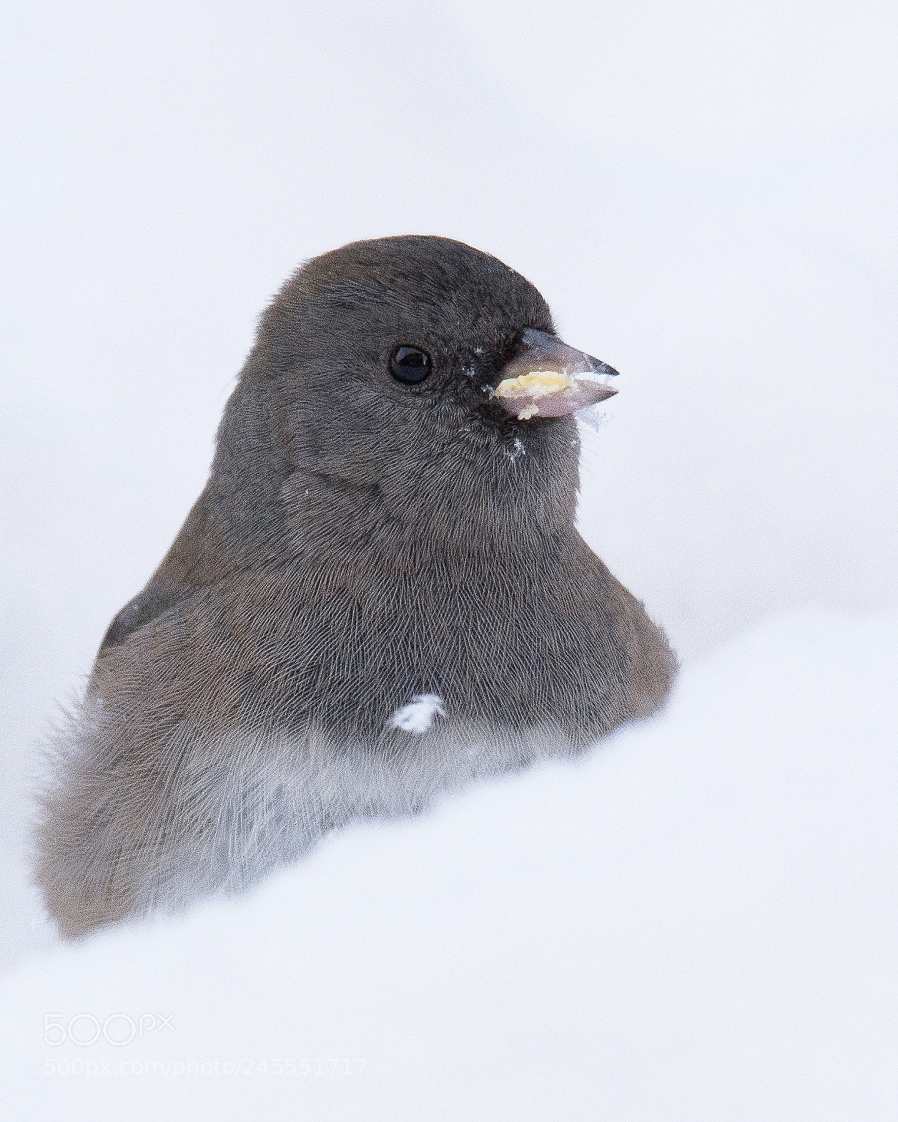 Nikon D7100 sample photo. Backyard bird in snow photography