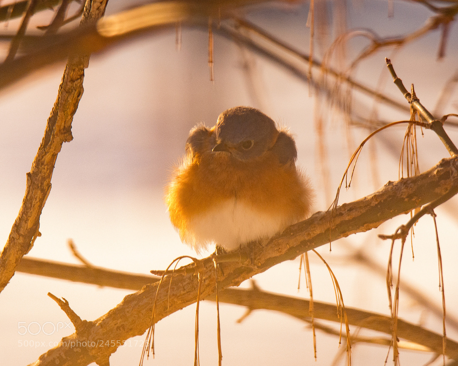 Nikon D7100 sample photo. Bird in cold late photography