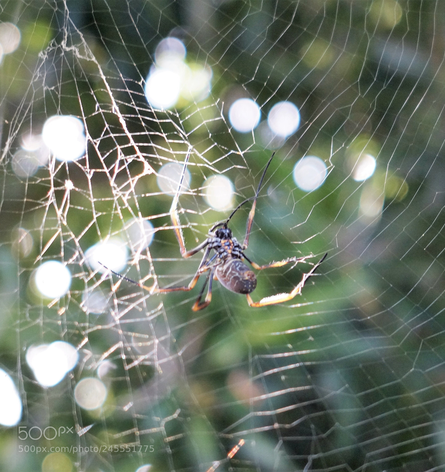 Sony Alpha a3500 sample photo. Cleveland, queensland, australia photography
