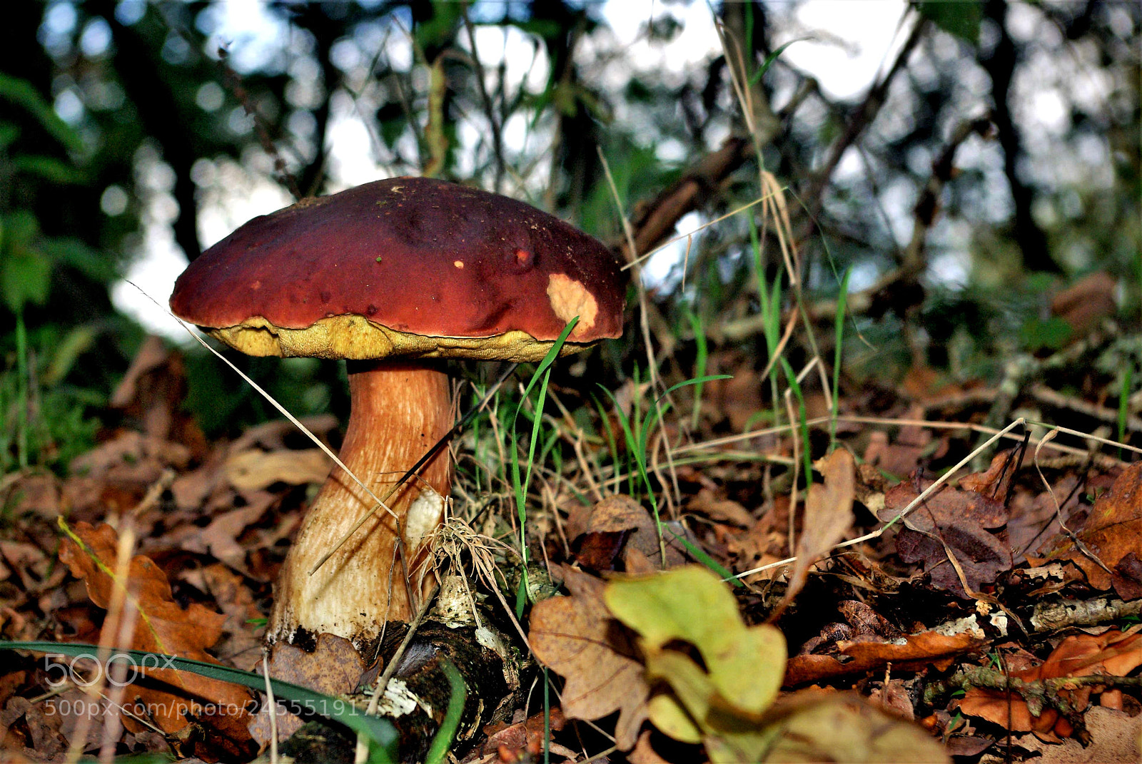 Pentax smc DA 18-55mm F3.5-5.6 AL sample photo. Boletus edulis photography