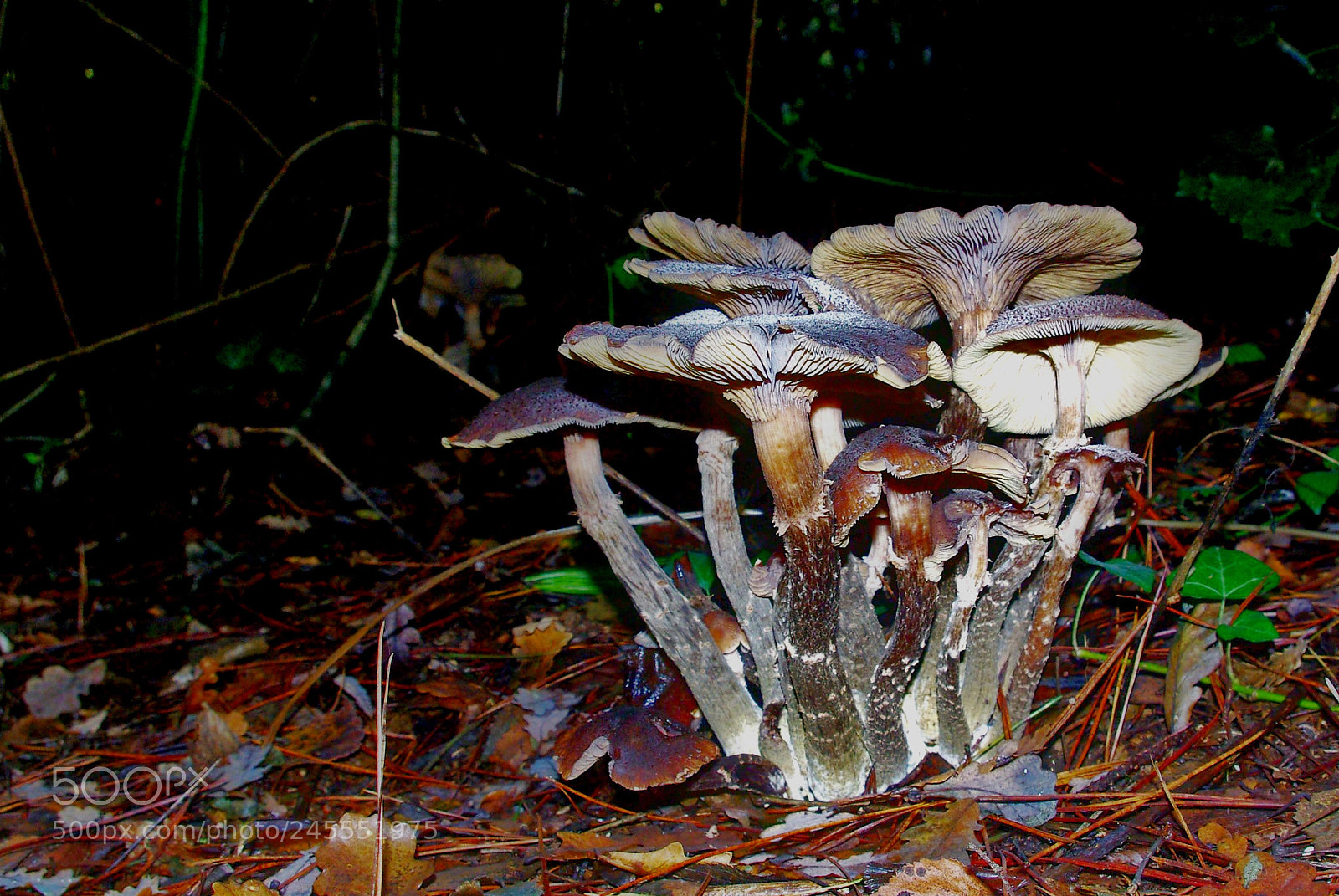 Pentax smc DA 18-55mm F3.5-5.6 AL sample photo. Armillaria ostoyae photography