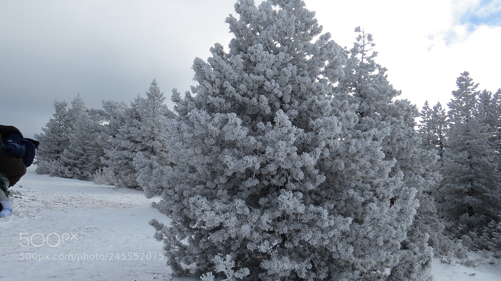 Canon PowerShot SX50 HS sample photo. Snow 2015 01 photography