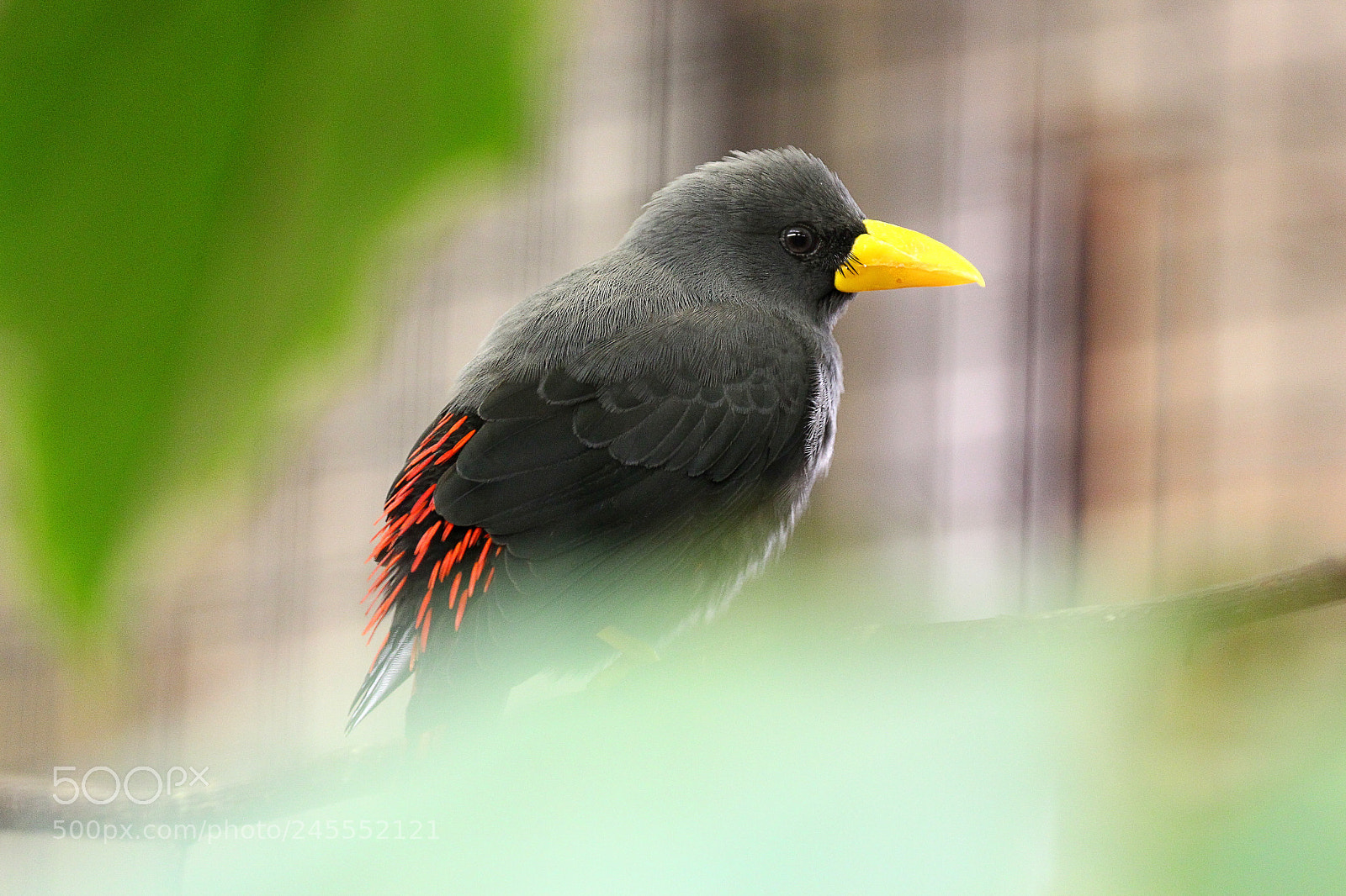 Canon EOS 700D (EOS Rebel T5i / EOS Kiss X7i) sample photo. Bird photography