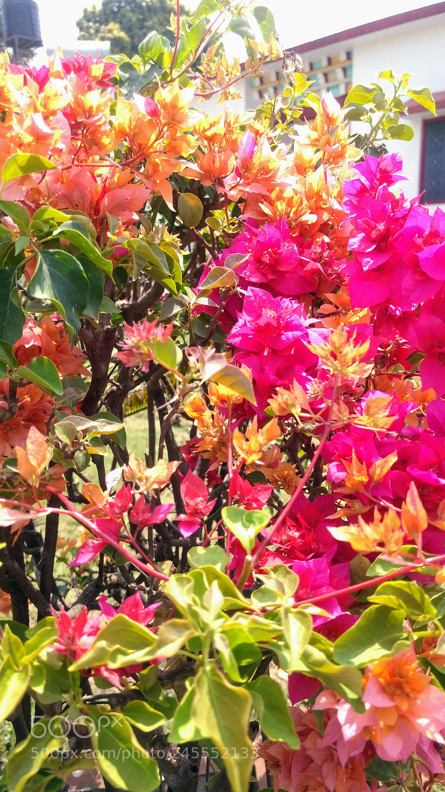 Motorola Moto G (4) sample photo. Untitled photography