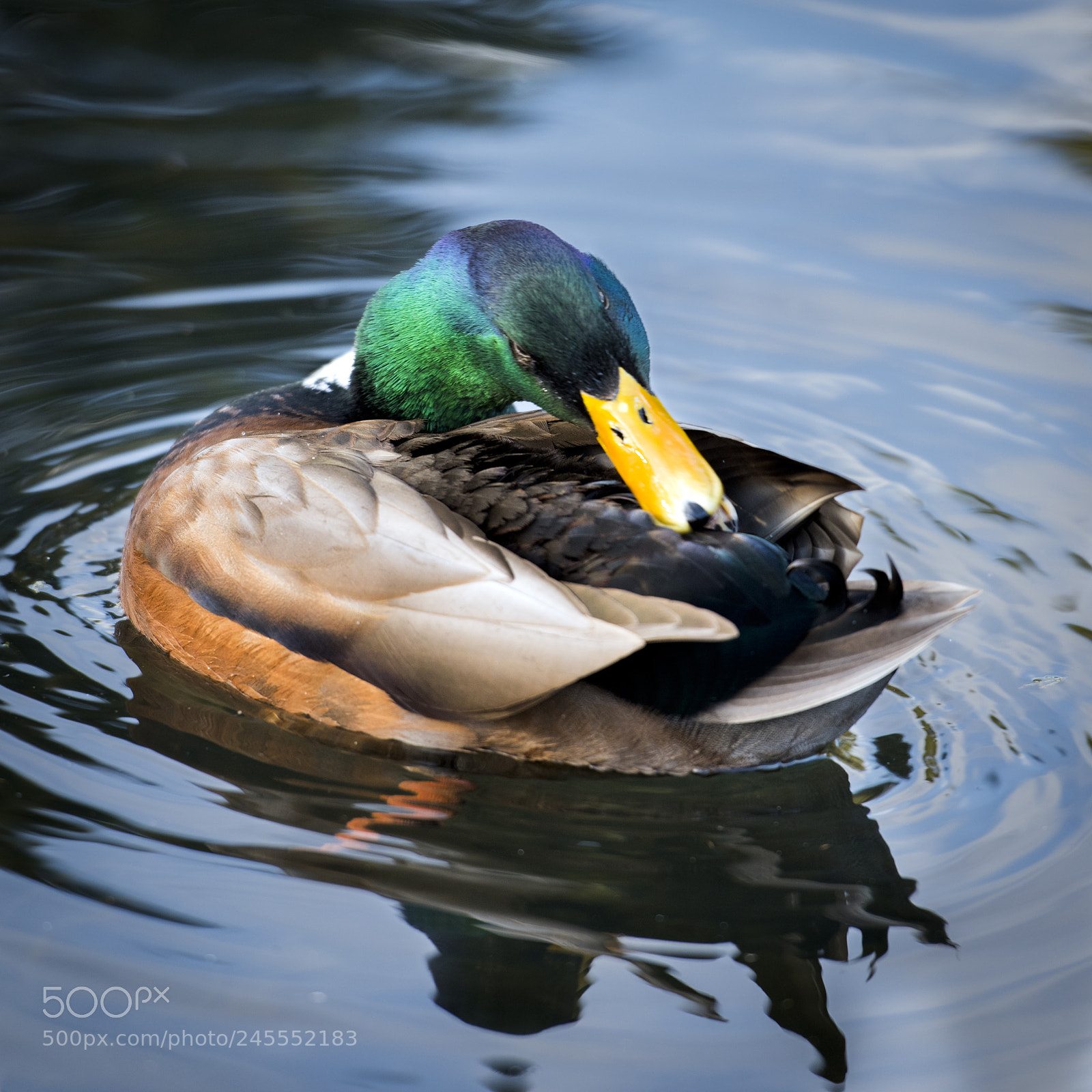 Nikon D810 sample photo. Mallard preening photography