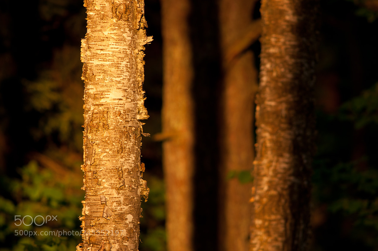Nikon D90 sample photo. The wood photography