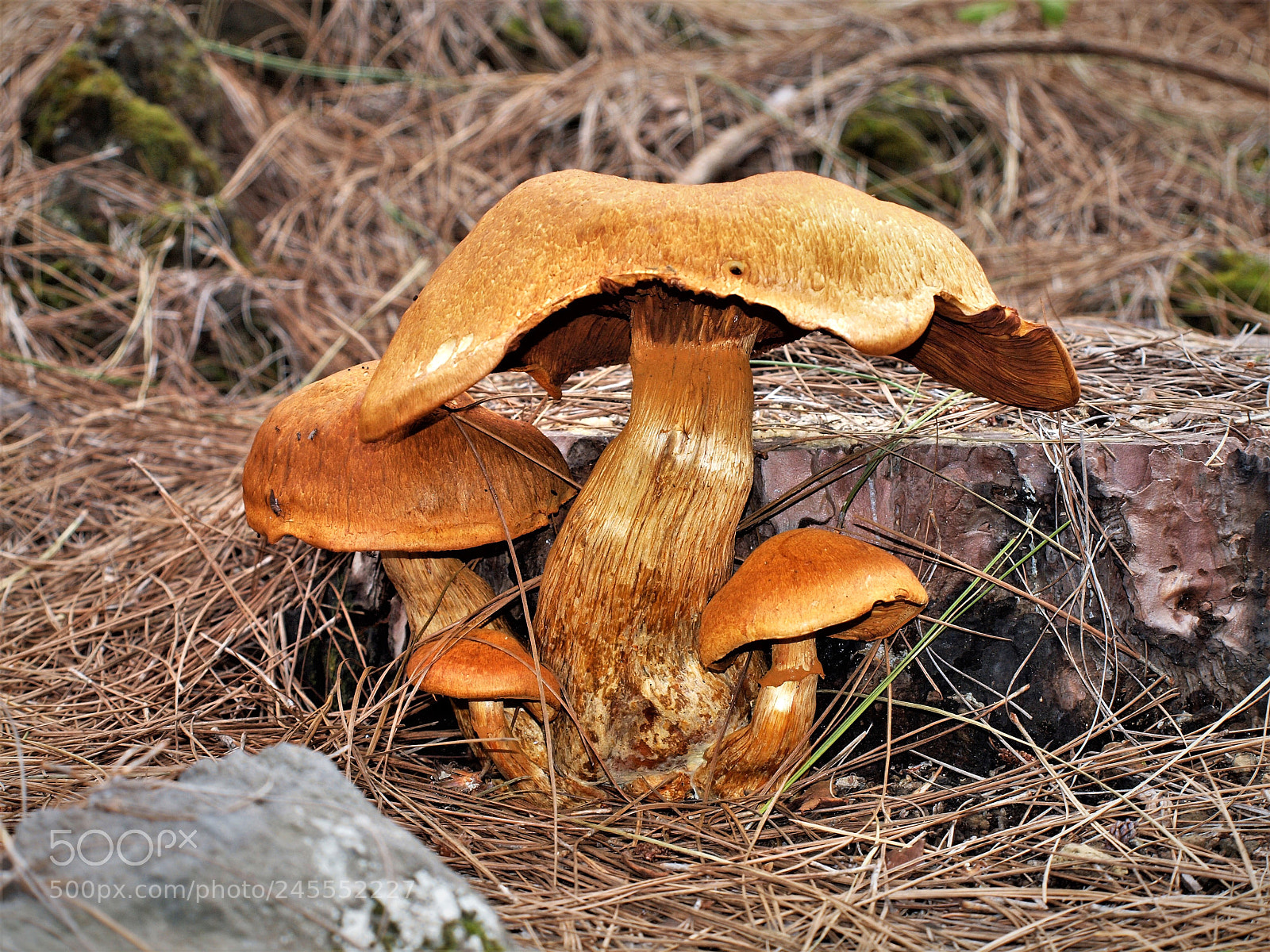 Olympus E-620 (EVOLT E-620) sample photo. Gymnopilus spectabilis photography