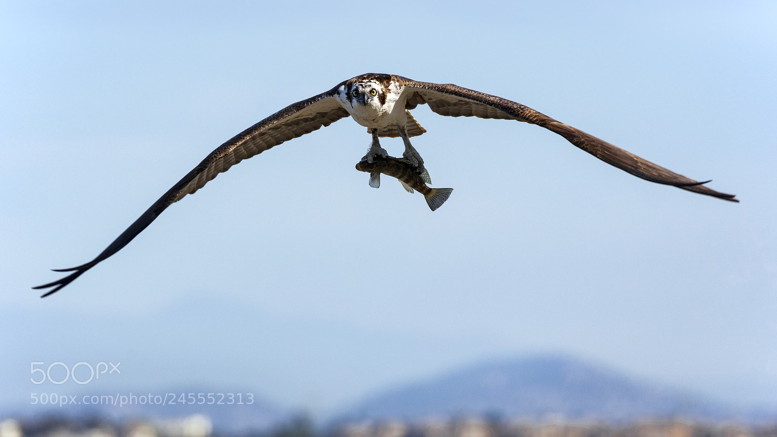 Canon EOS 5DS sample photo. Osprey with bass photography