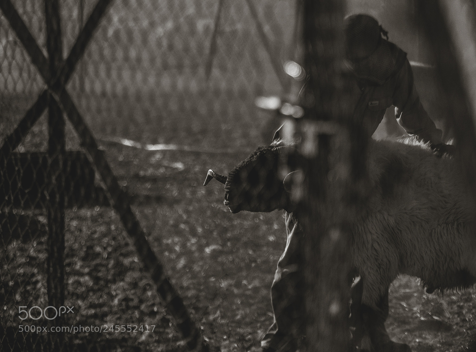 Canon EOS-1D X sample photo. خاروف photography
