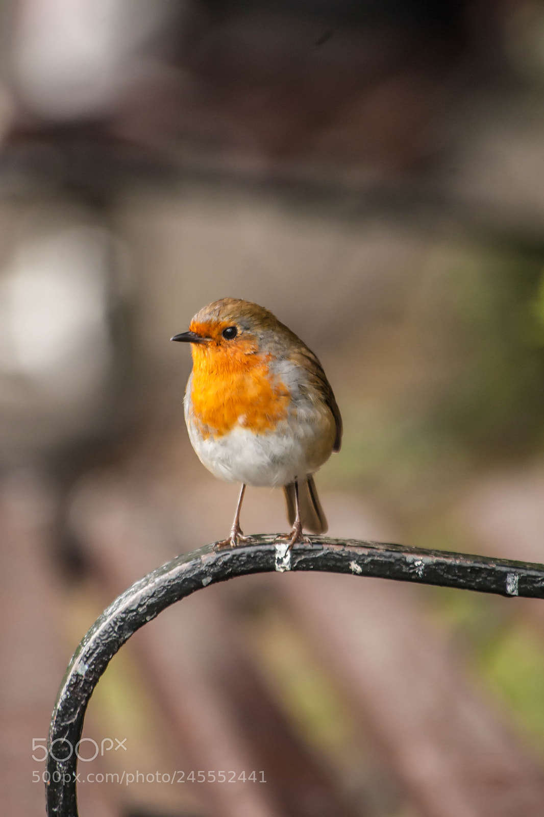 Canon EOS-1D Mark III sample photo. Bird photography
