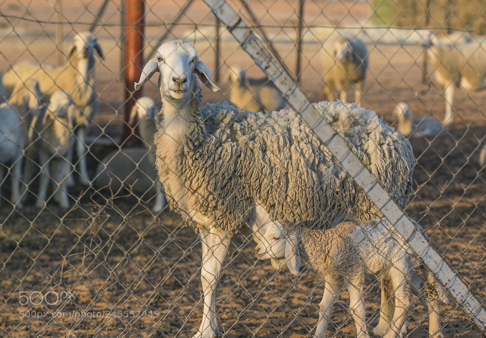 Canon EOS-1D X sample photo. خاروف photography