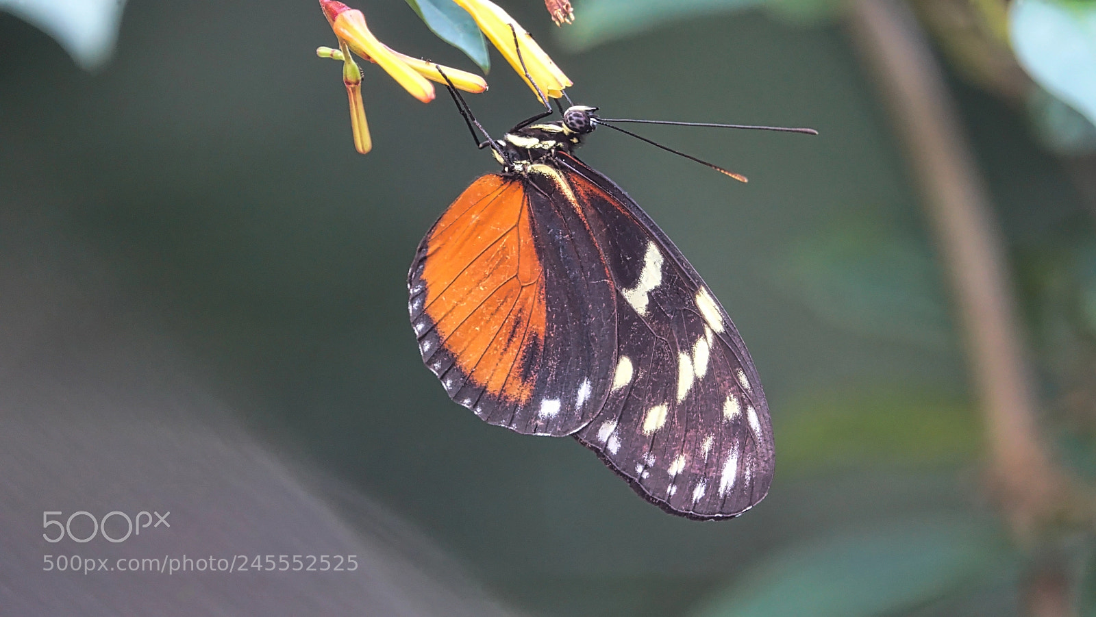 Sony Cyber-shot DSC-RX10 III sample photo. Butterfly in the belfry photography
