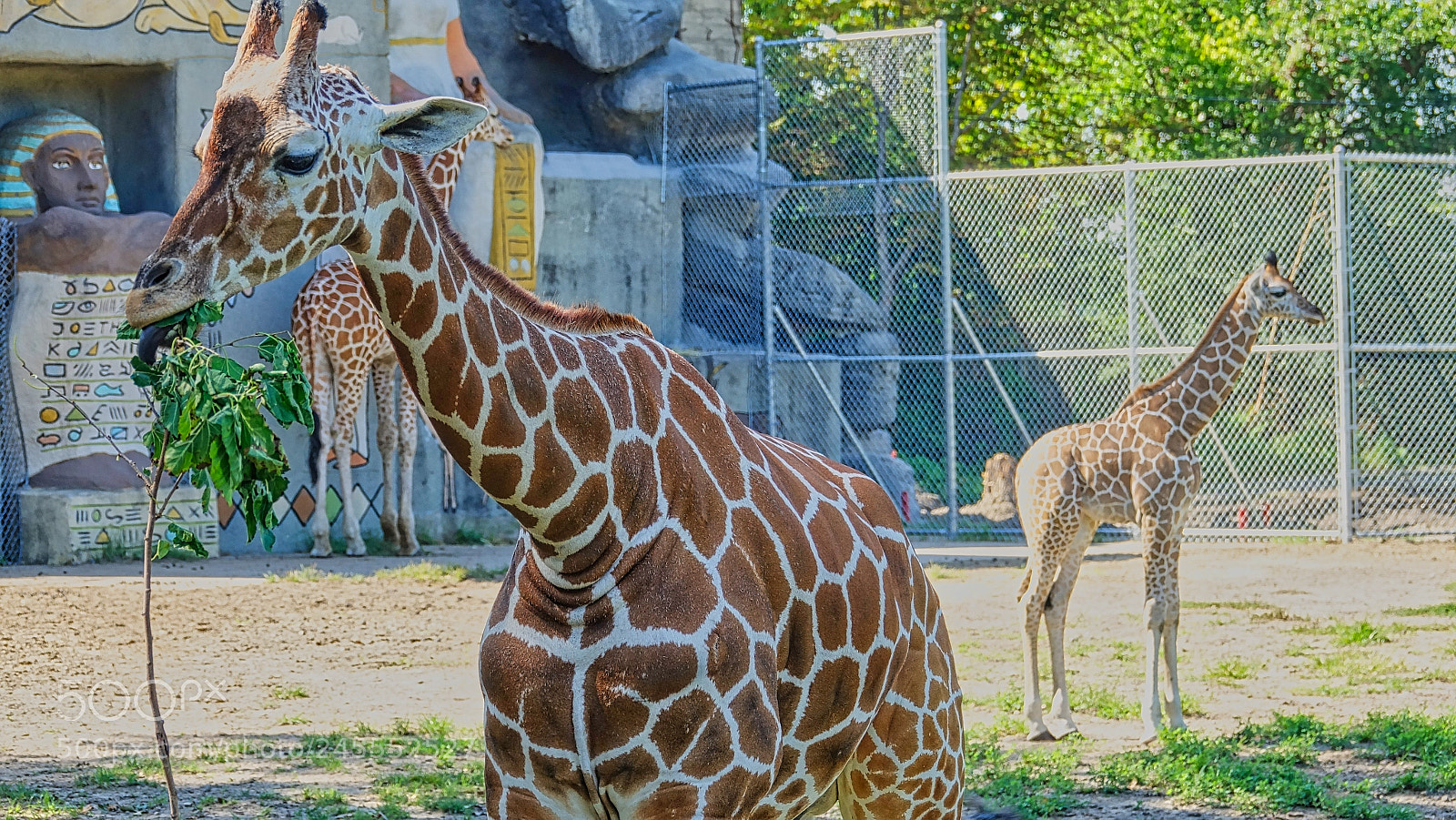 Sony Cyber-shot DSC-RX10 III sample photo. Giraffes in perspective photography