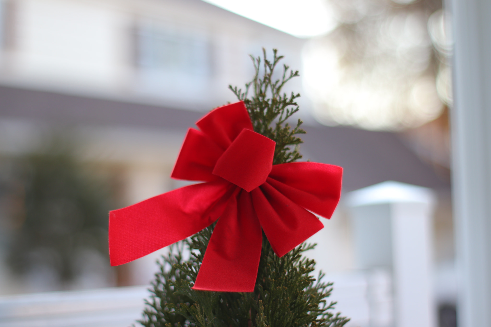 Canon 50mm sample photo. Christmas bow photography
