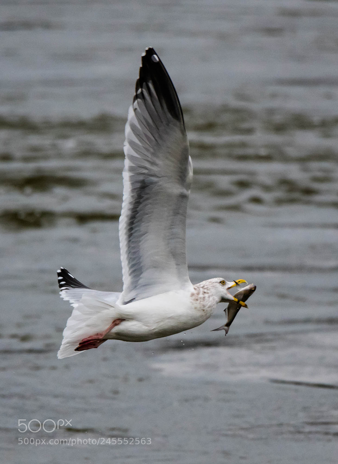 Nikon D850 sample photo. Successful day of fishing photography