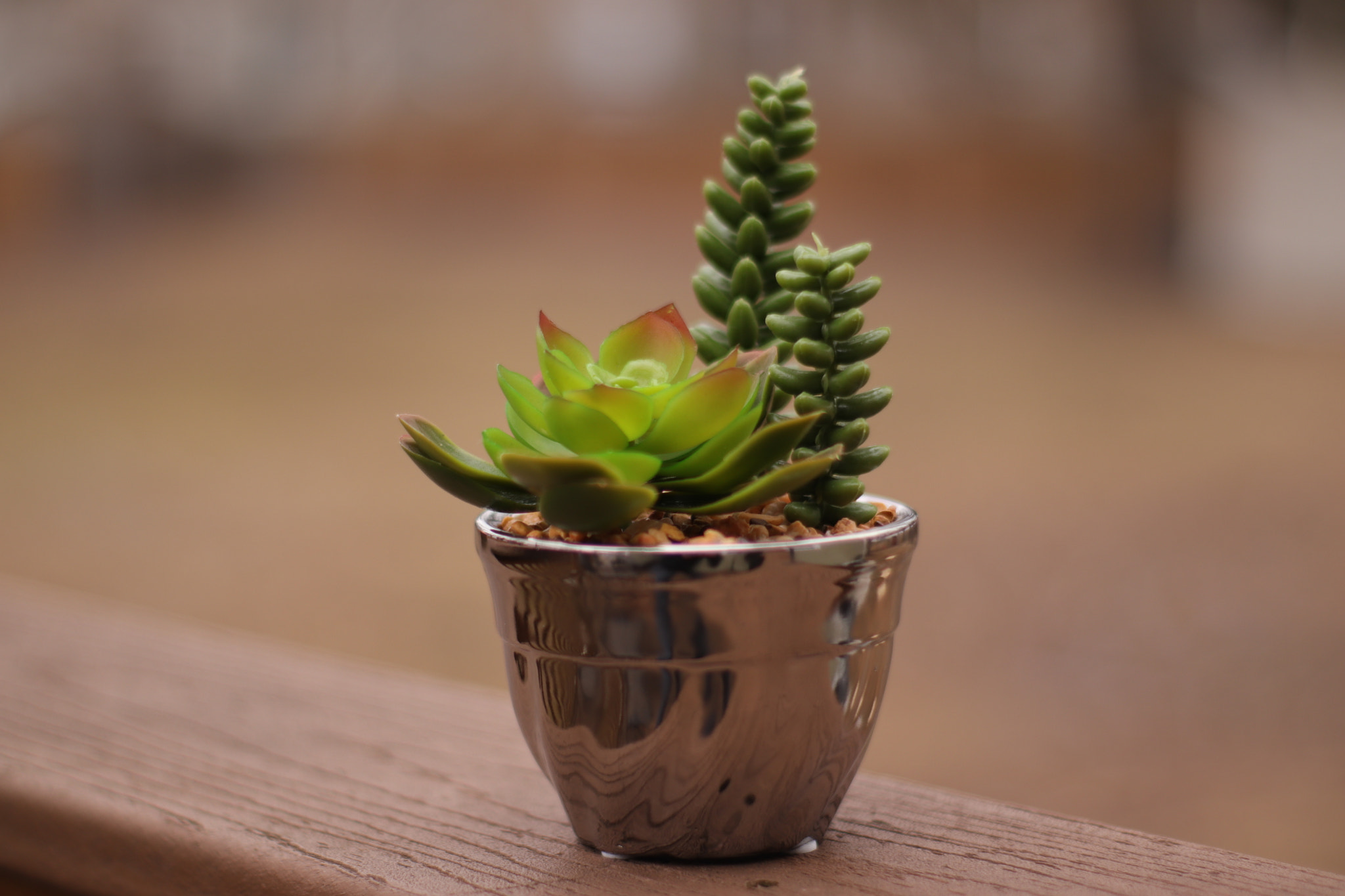 Canon 50mm sample photo. Small cactus photography