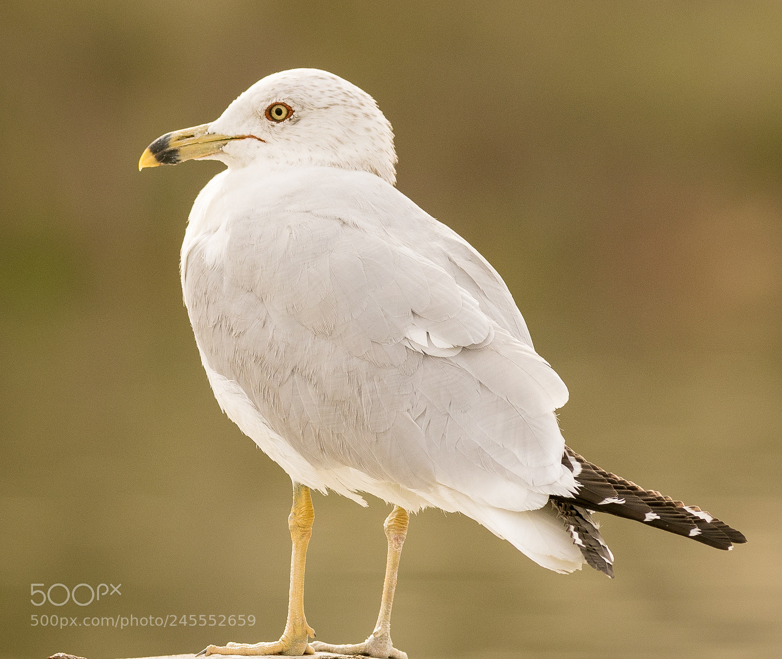 Canon EOS 7D Mark II sample photo. Ring billed gull photography