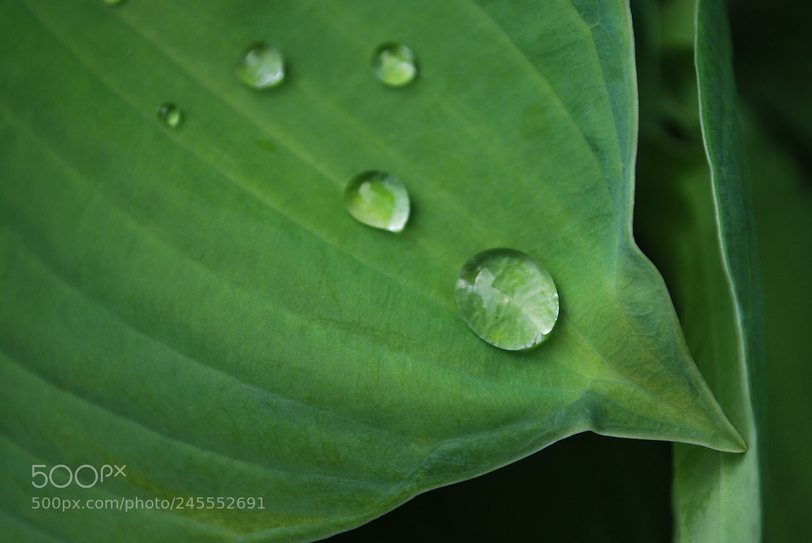 Nikon D60 sample photo. Getting to the point.. photography