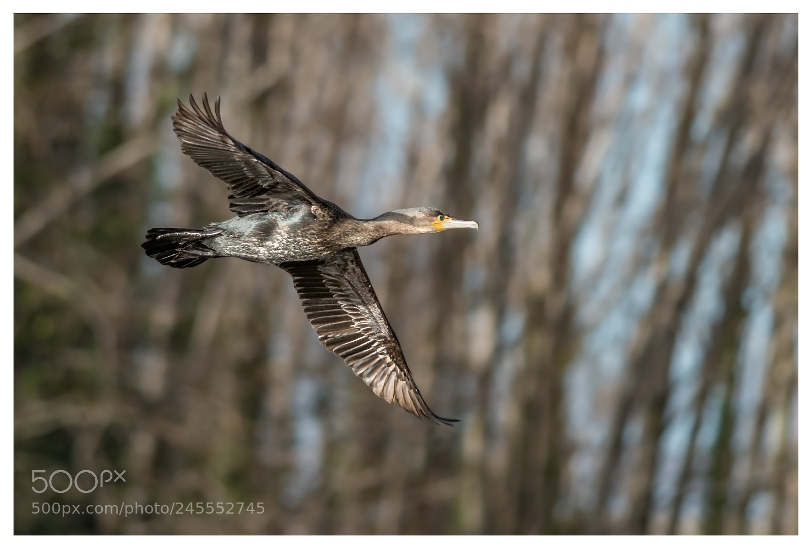 Nikon D500 sample photo. Cormorant fly by photography