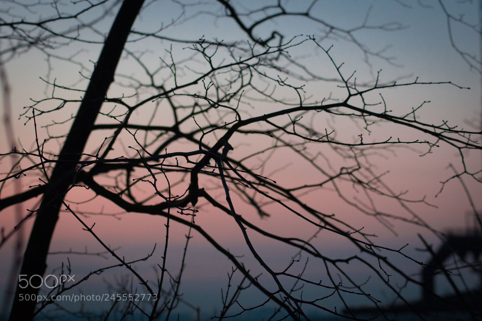 Sony SLT-A68 sample photo. Wood in the dawn photography