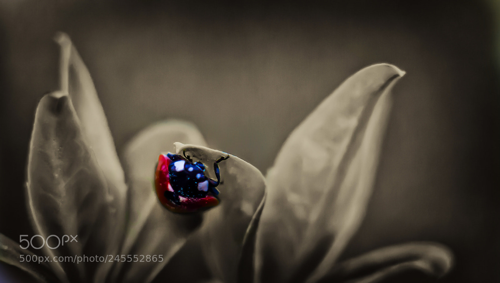Canon EOS 40D sample photo. Ladybug photography