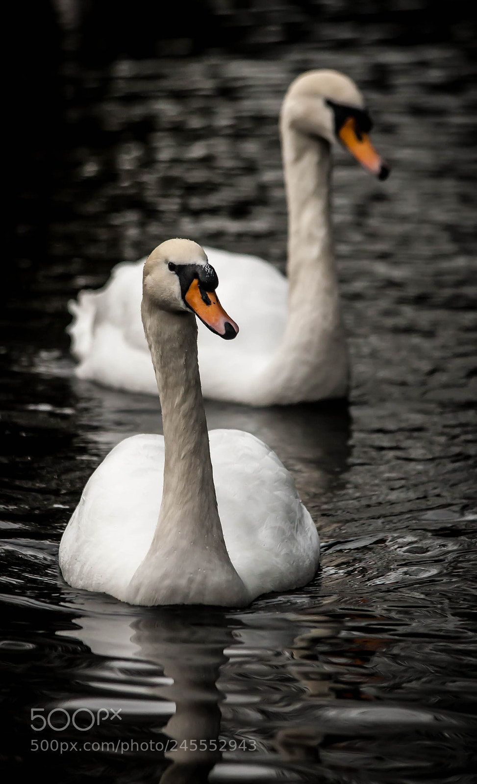 Canon EOS-1D Mark III sample photo. Swans photography