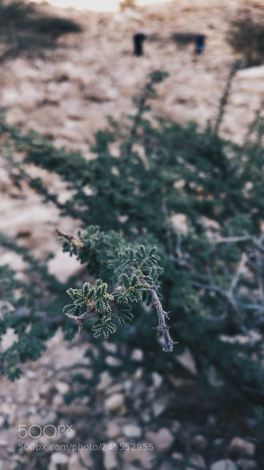 OnePlus A3003 sample photo. Growth photography