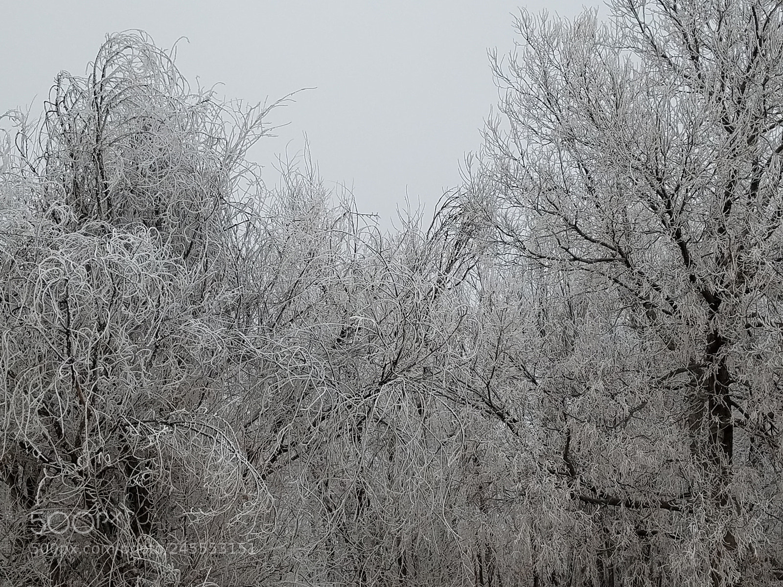 Samsung Galaxy S7 sample photo. Frozen trees photography