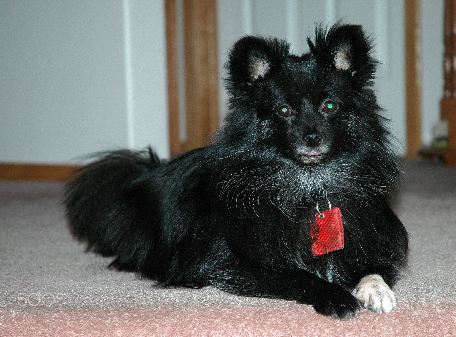 Nikon D70 sample photo. Luce photography