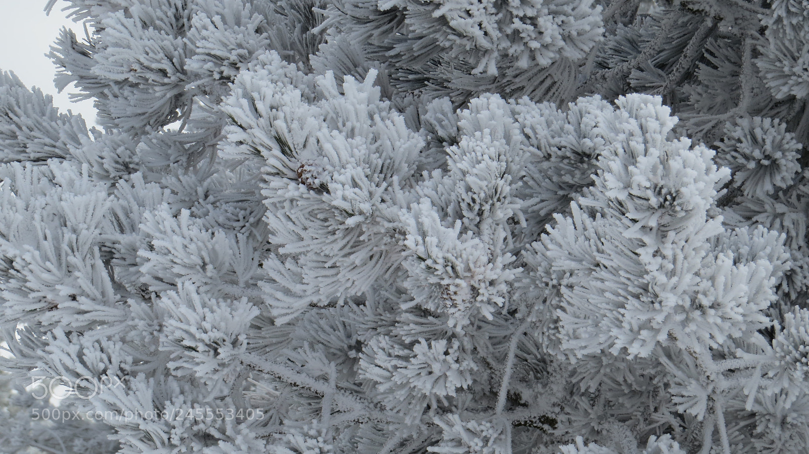 Canon PowerShot SX50 HS sample photo. Snow 2015 02 photography