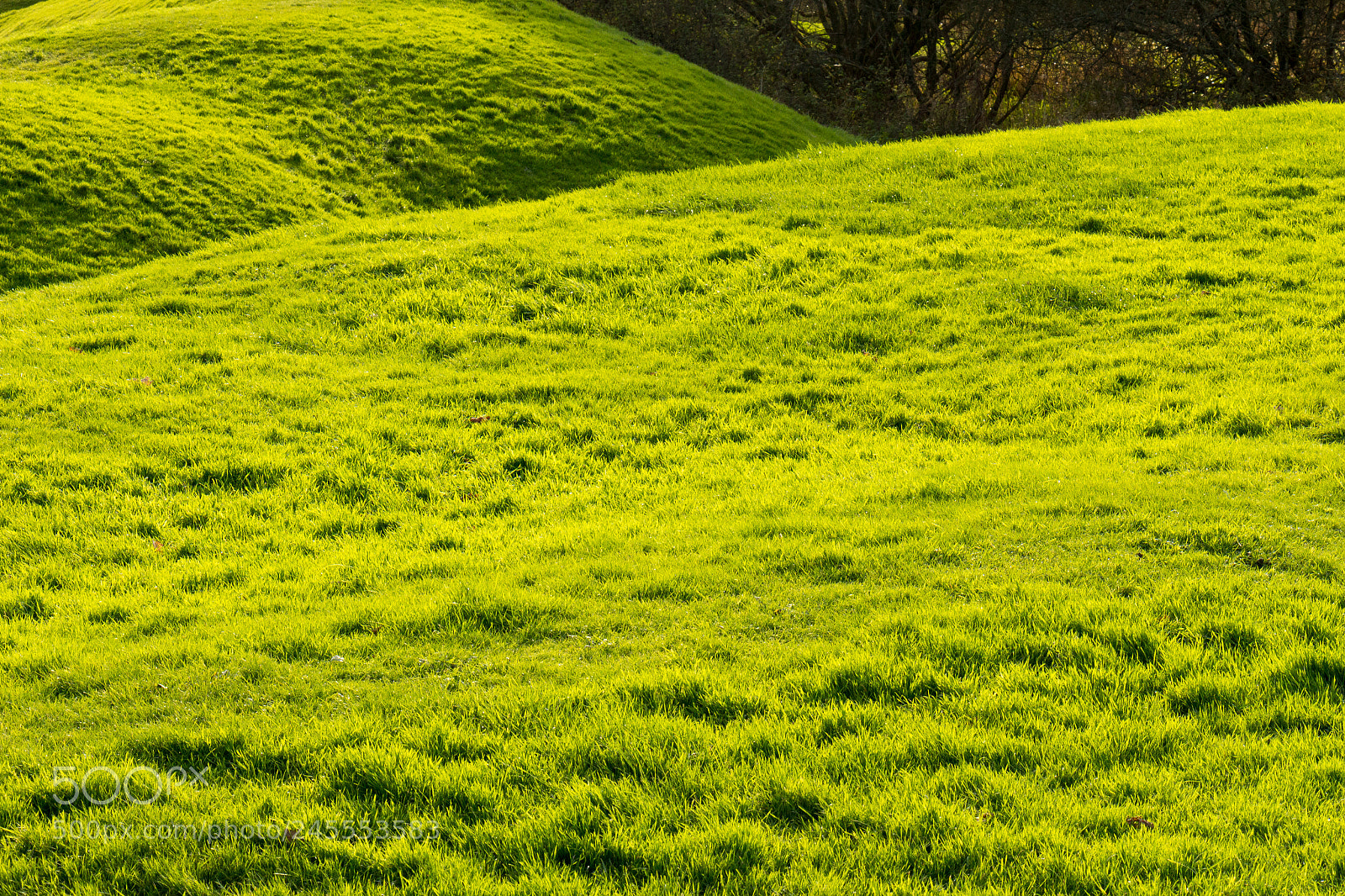 Canon EOS 650D (EOS Rebel T4i / EOS Kiss X6i) sample photo. The greener grass photography