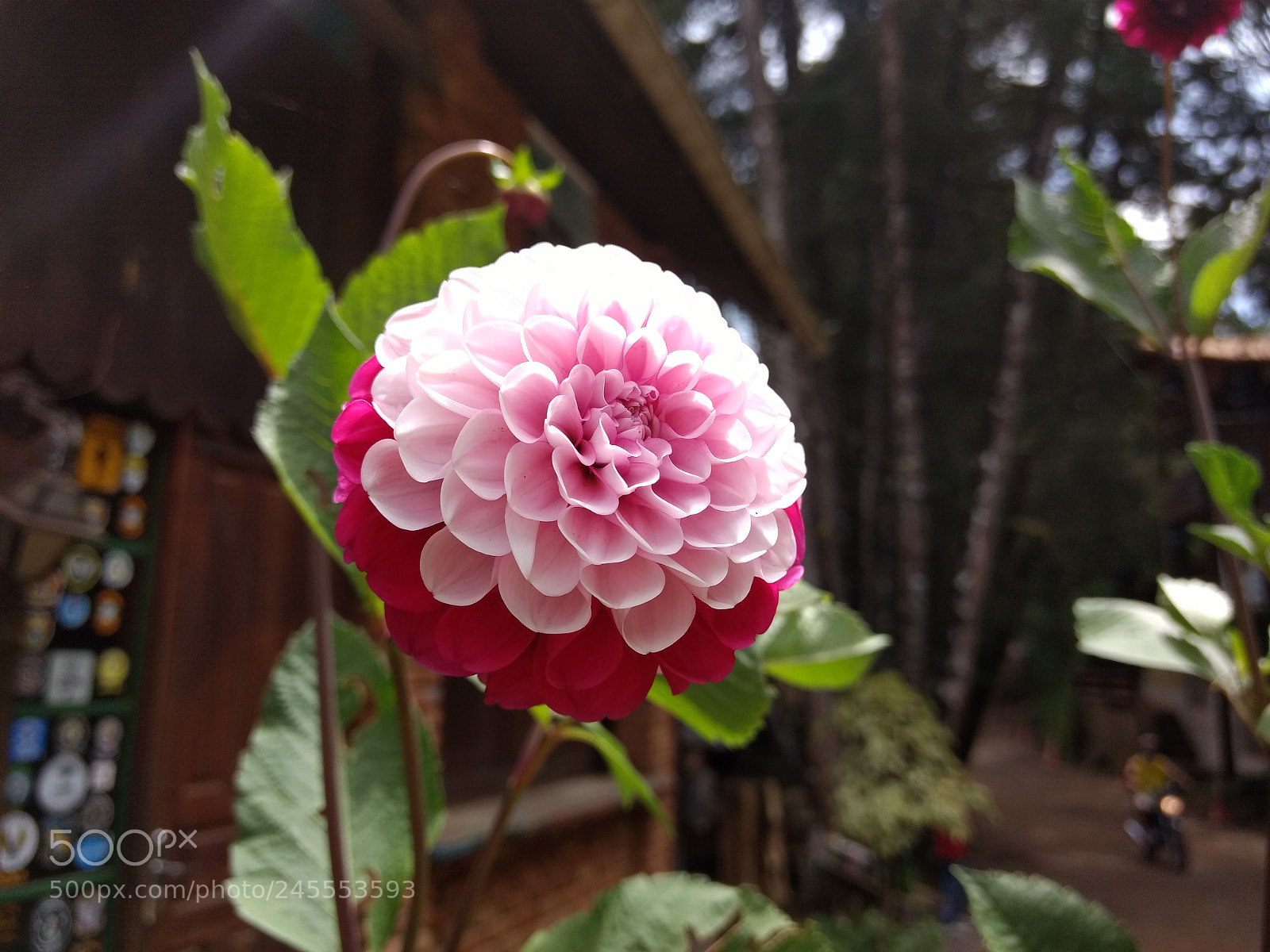 Motorola Moto Z Play sample photo. Untitled photography