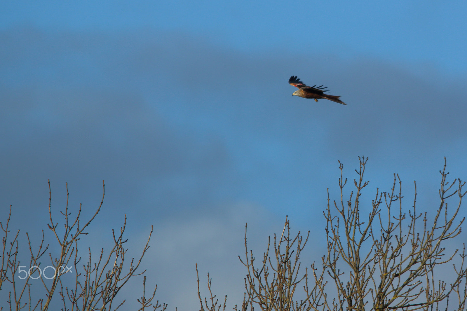Sigma 150-500mm F5-6.3 DG OS HSM sample photo. H5 photography