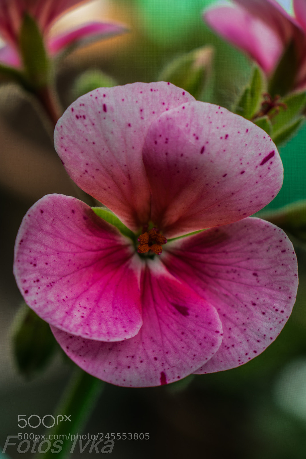Fujifilm X-T1 sample photo. Dsf photography