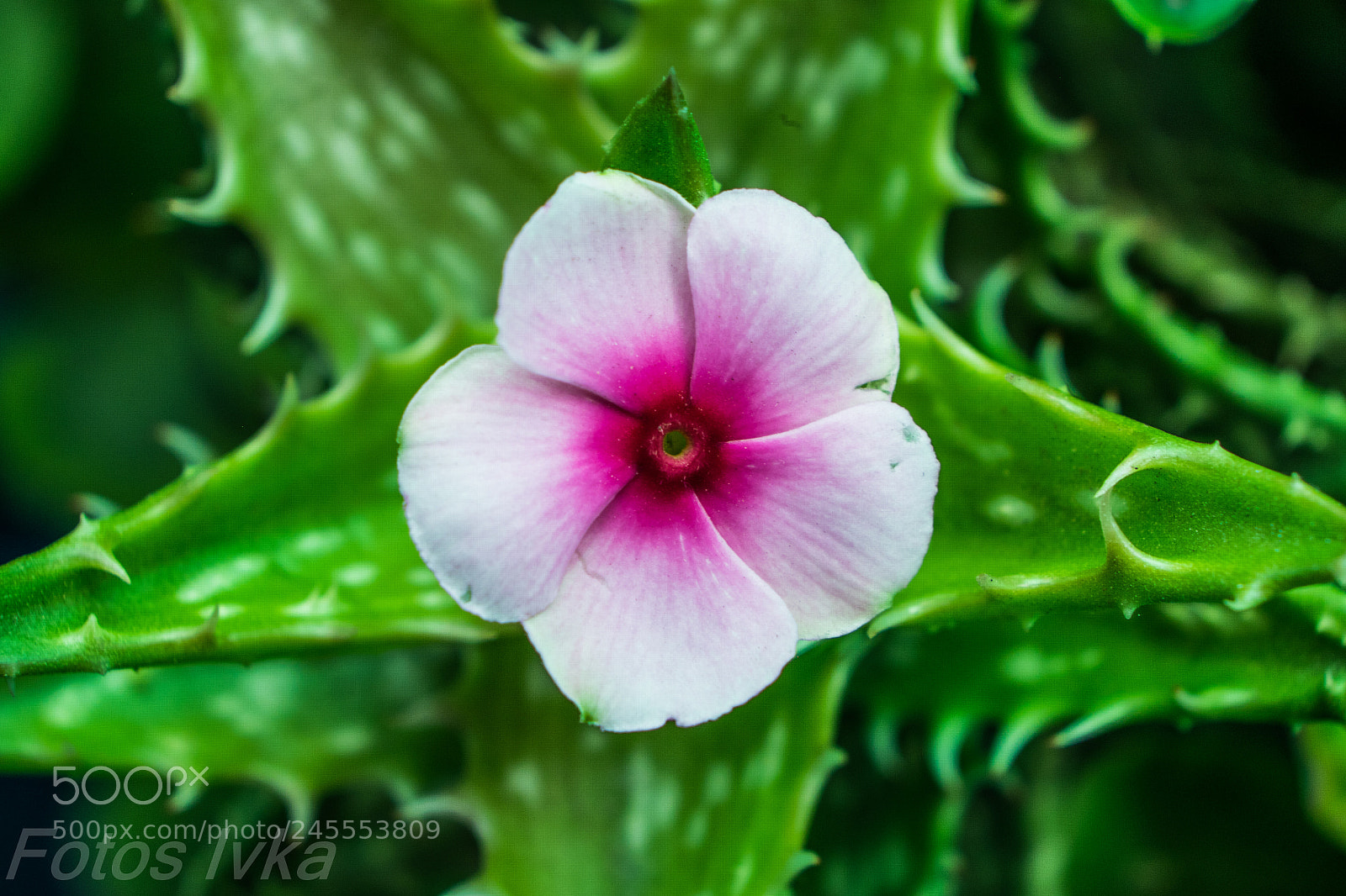 Fujifilm X-T1 sample photo. Dsf photography
