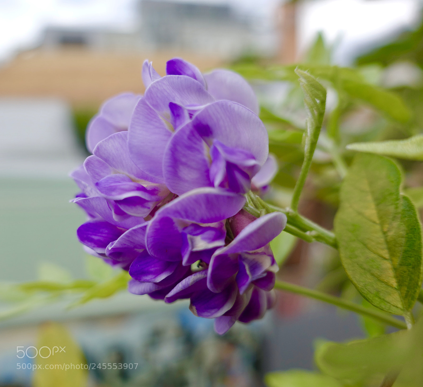 Sony Cyber-shot DSC-RX100 IV sample photo. Wisterias photography