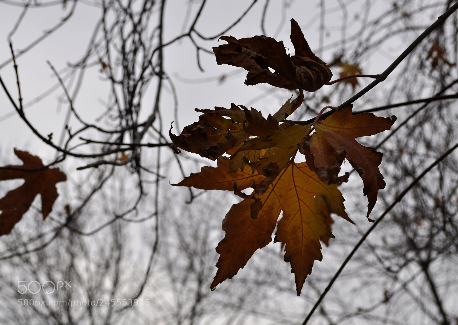 Nikon D5000 sample photo. Untitled photography