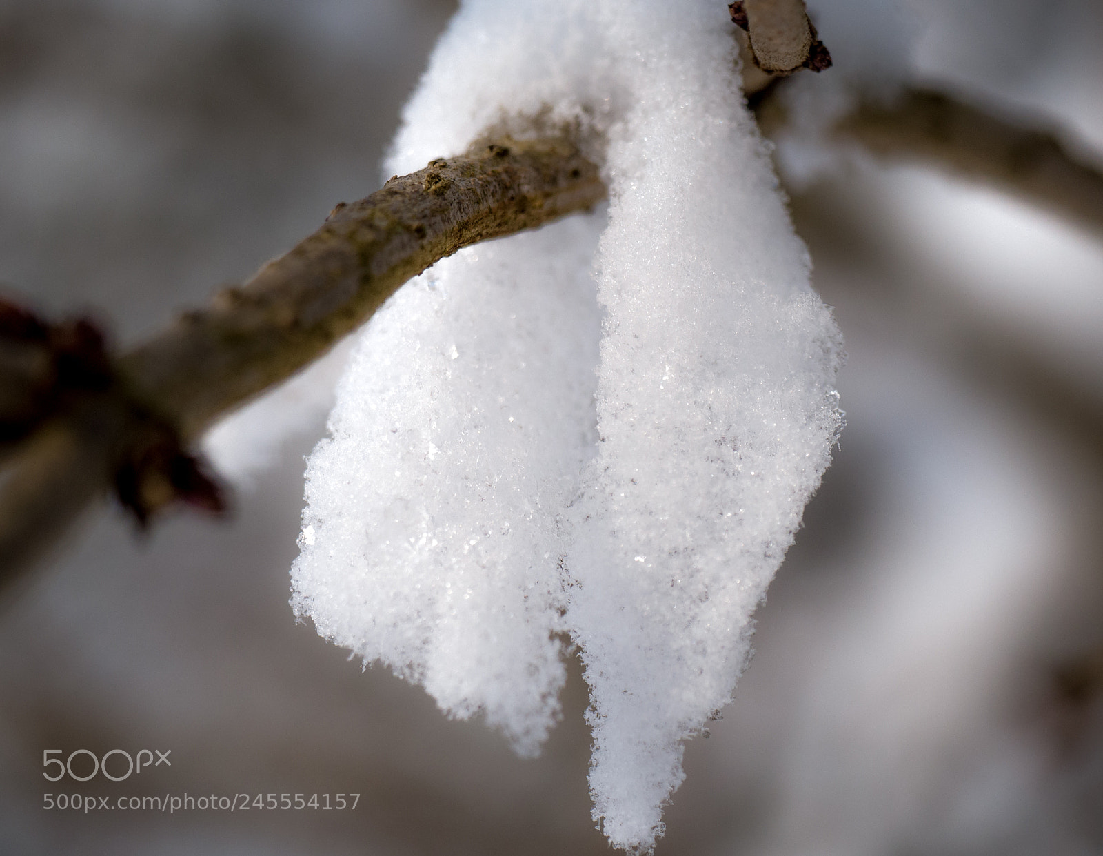 Panasonic DMC-G70 sample photo. Snowy boughs photography
