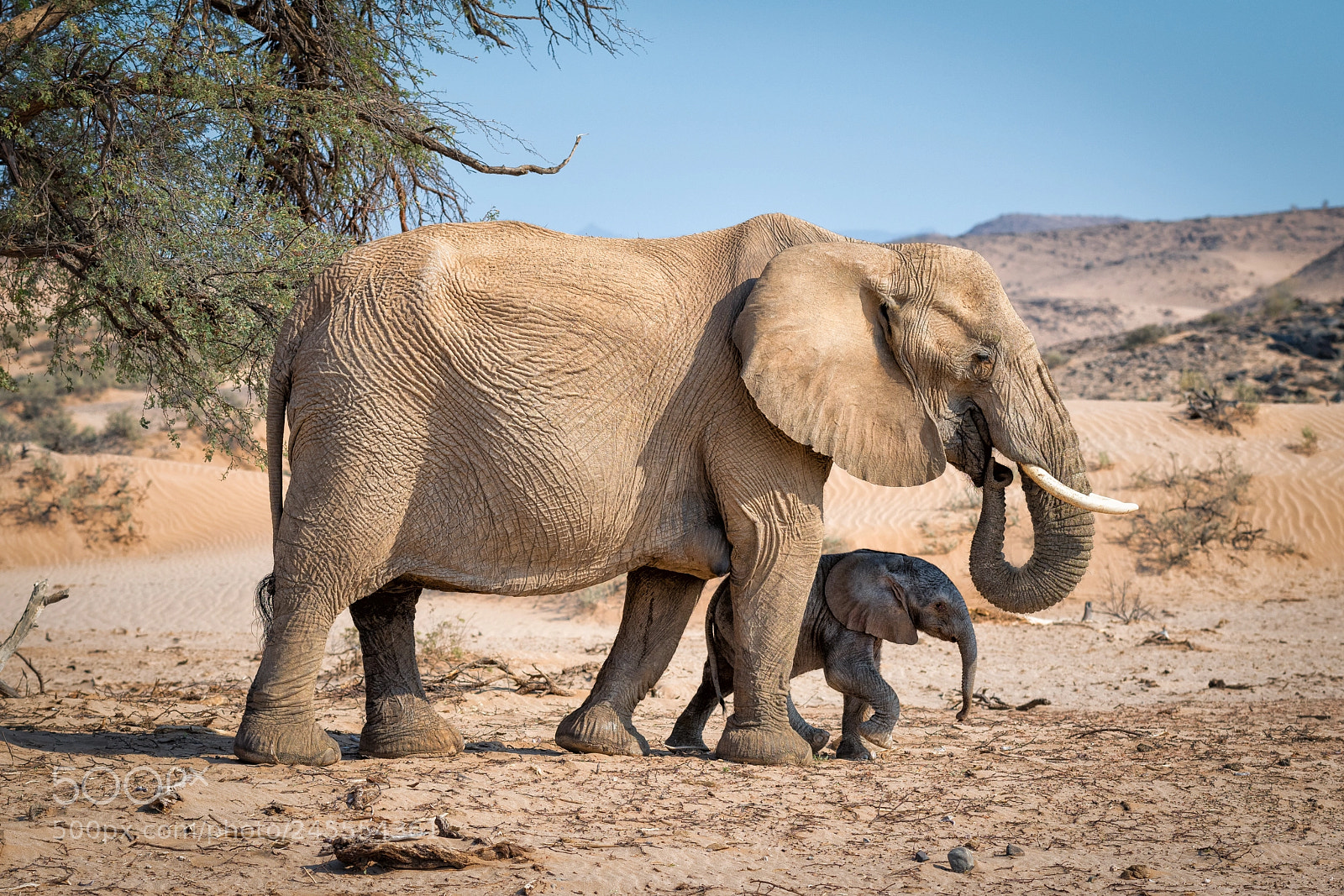 Nikon D850 sample photo. Elephants, damaraland, namibia photography