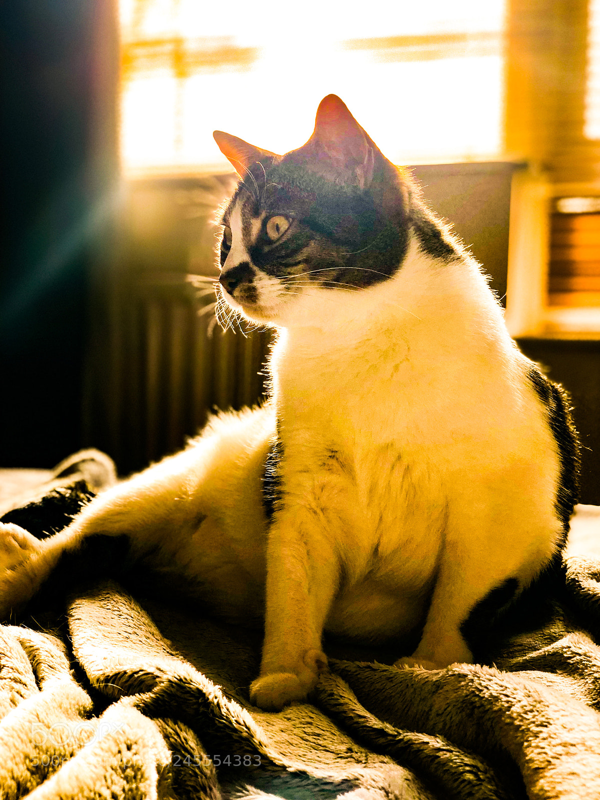 Apple iPhone X sample photo. Cheeky pose - a photography