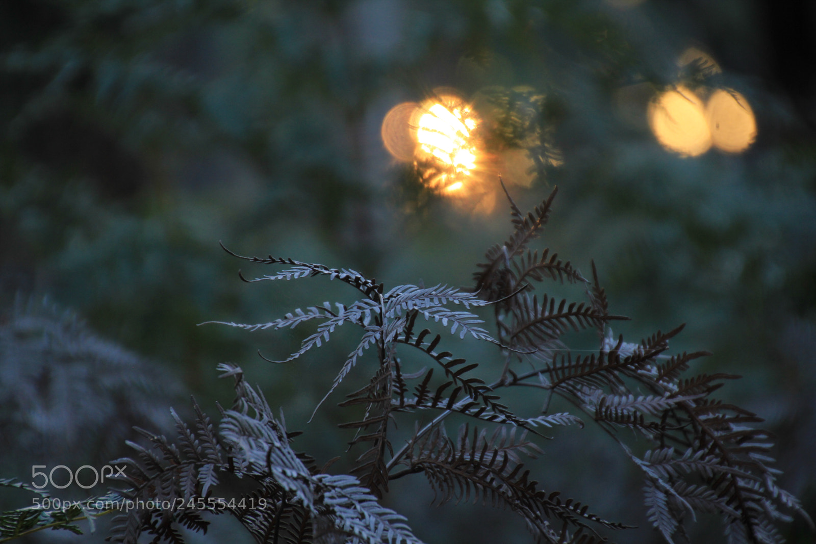 Canon EOS 550D (EOS Rebel T2i / EOS Kiss X4) sample photo. Bracken with bokeh photography
