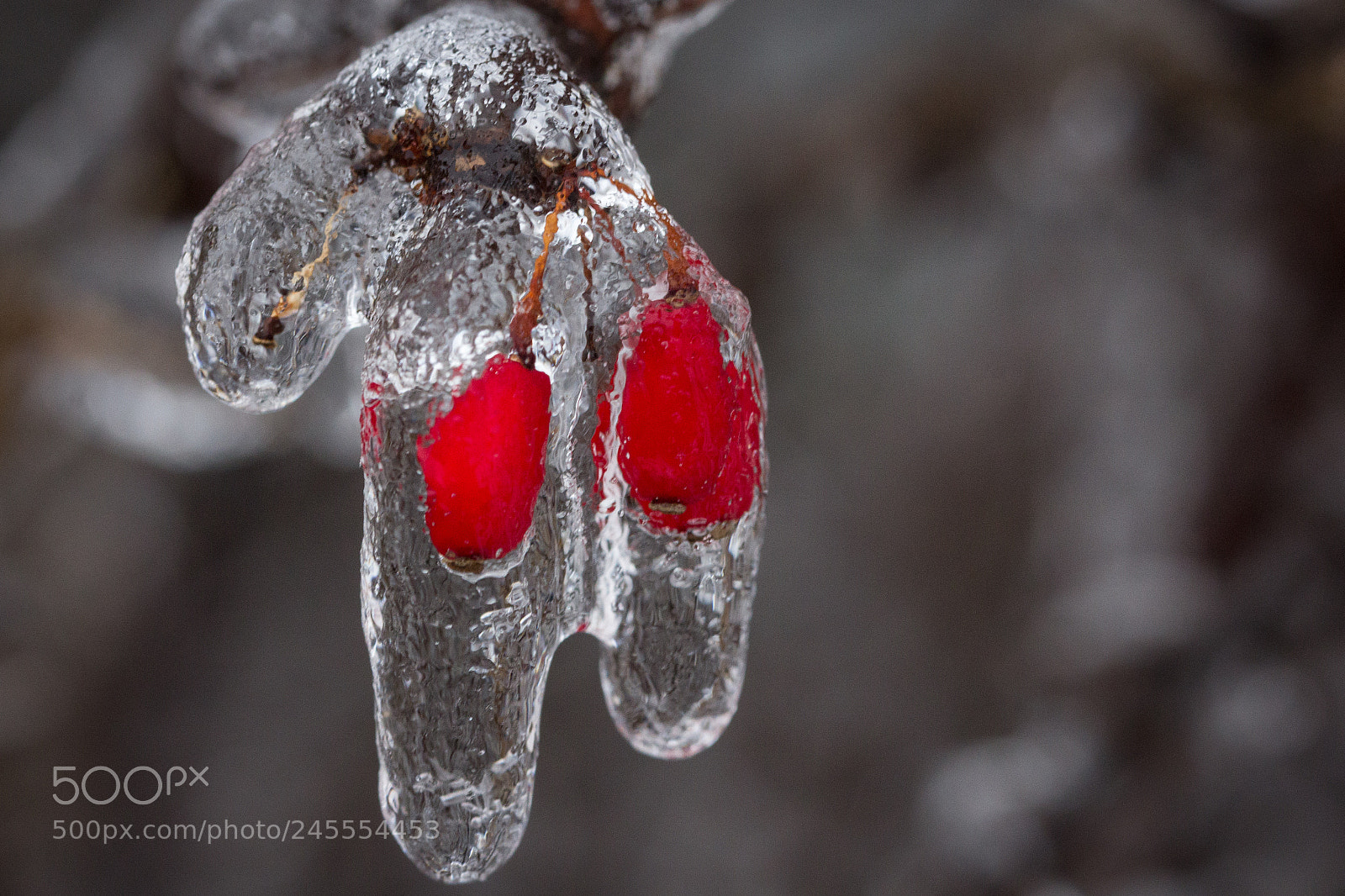 Canon EOS 60D sample photo. Frozen photography