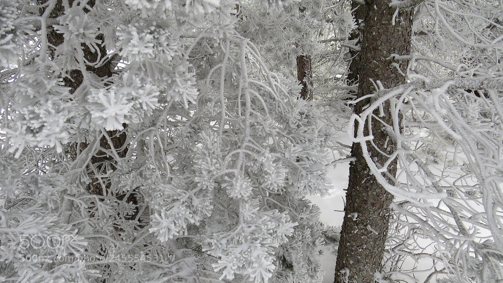 Canon PowerShot SX50 HS sample photo. Img photography