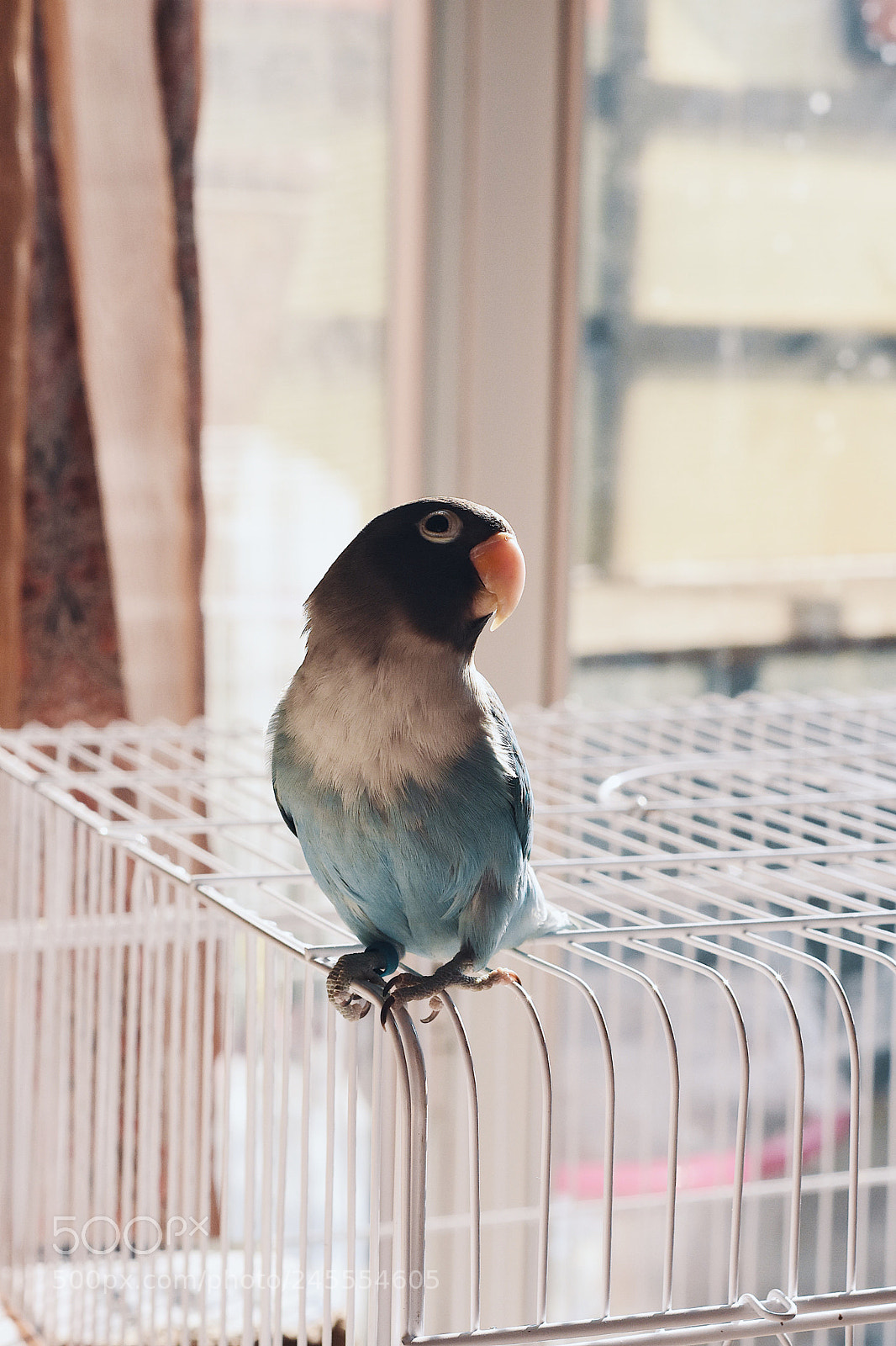Nikon D7200 sample photo. "blue" the parrot photography