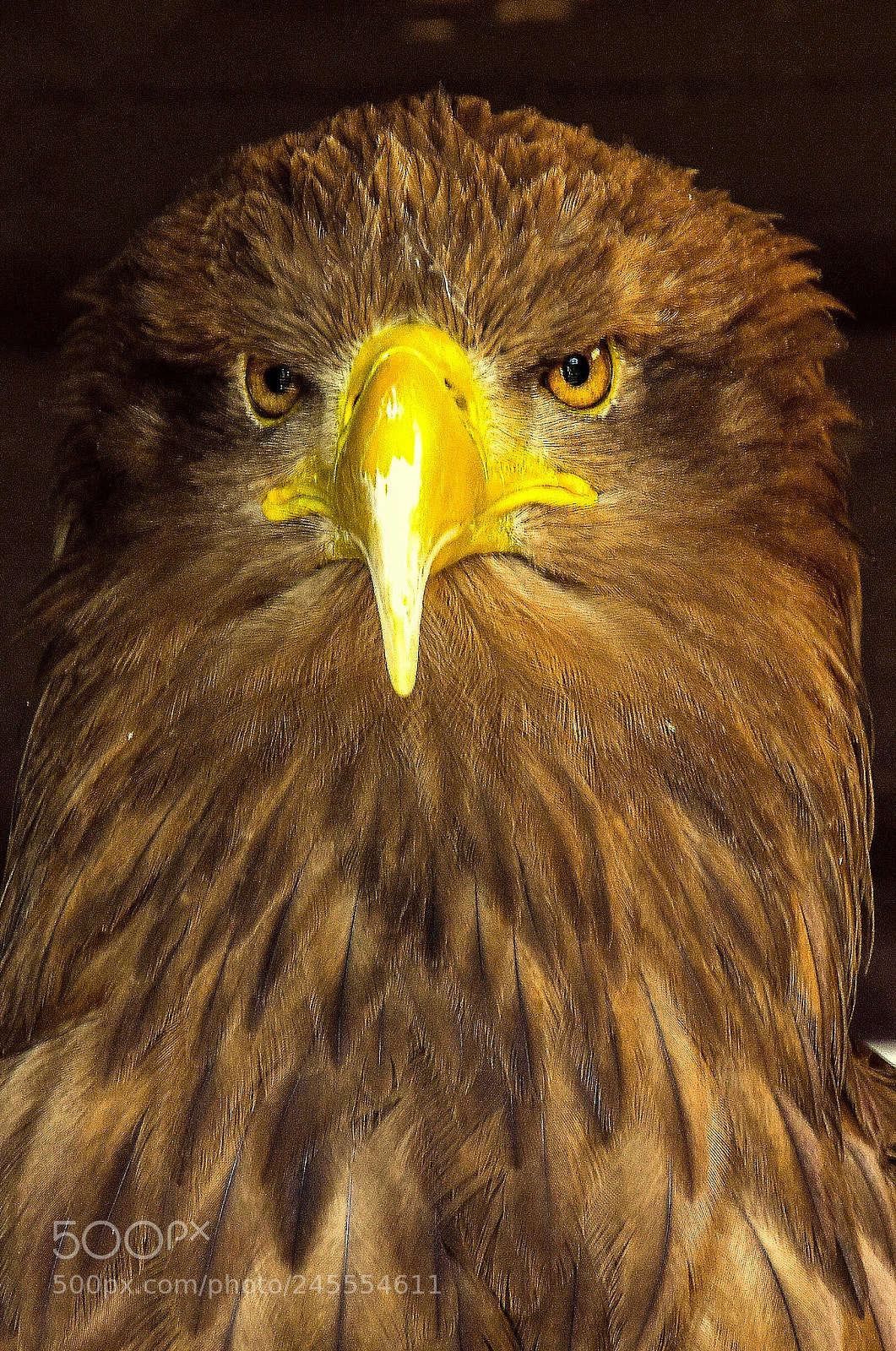 Nikon D5500 sample photo. Angry bird photography