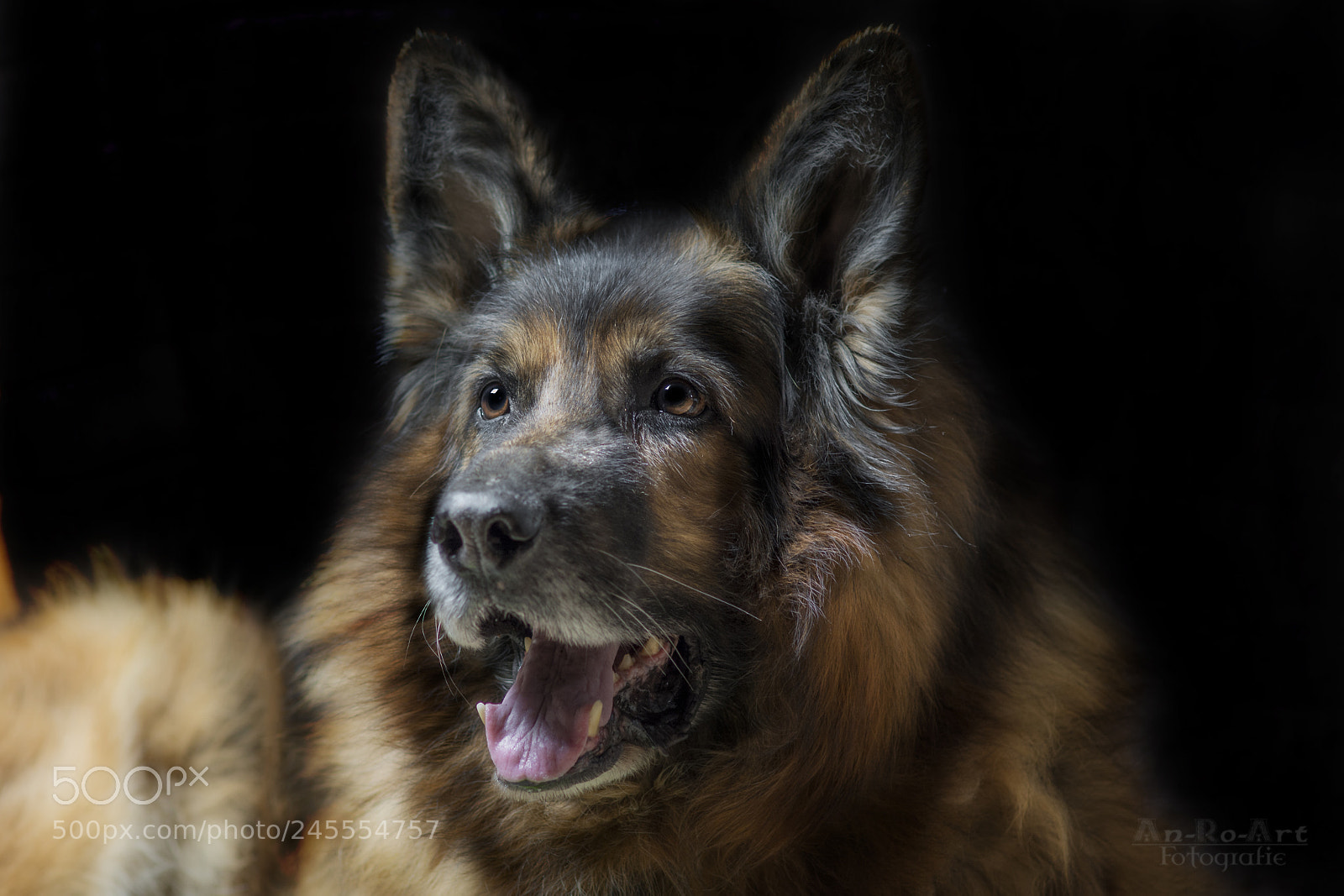 Nikon D5200 sample photo. Max the 10 years photography