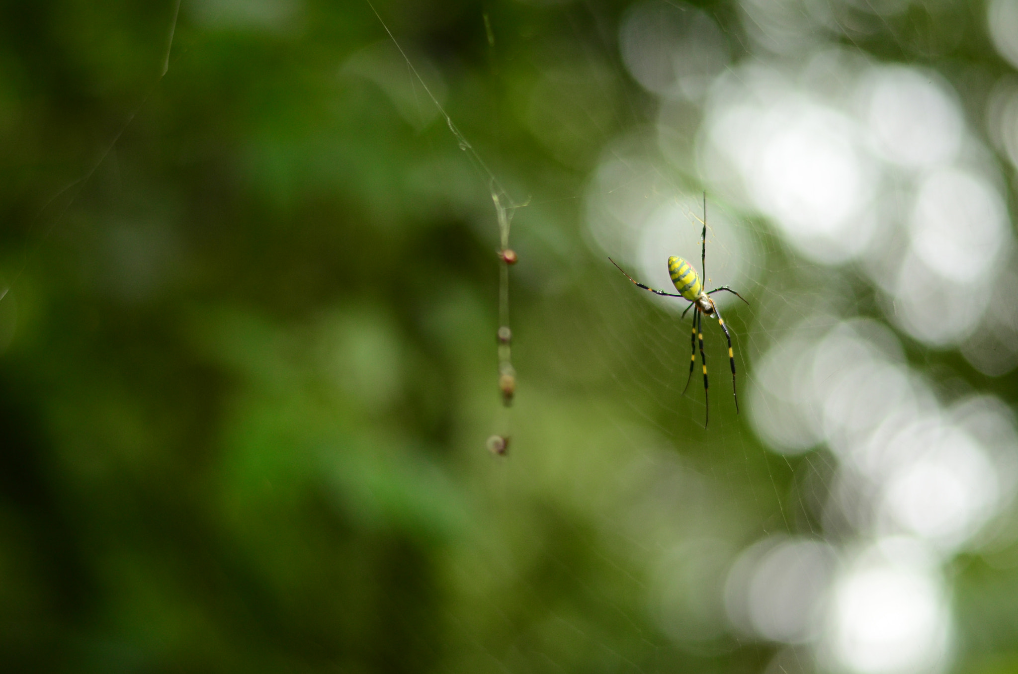Nikon D7000 + Nikon AF-S Nikkor 50mm F1.8G sample photo. Spider photography
