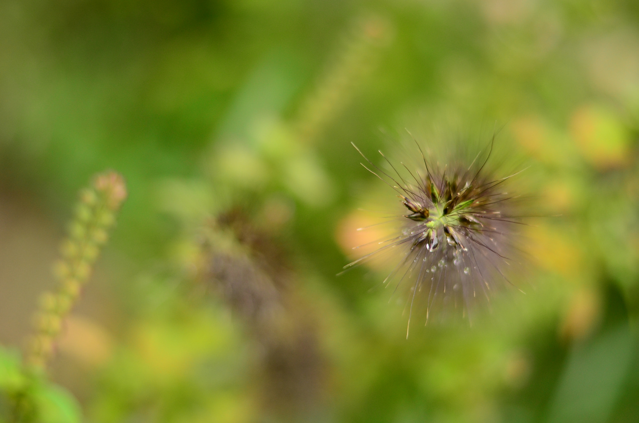 Nikon D7000 sample photo. Post-rain photography